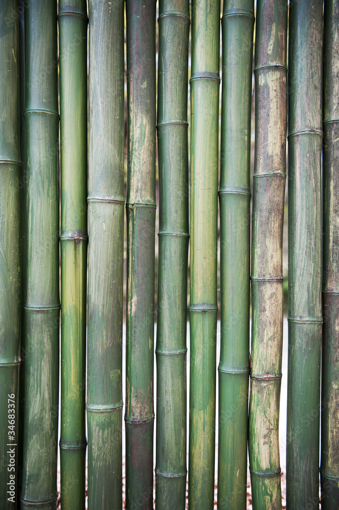 bamboo bamboo
