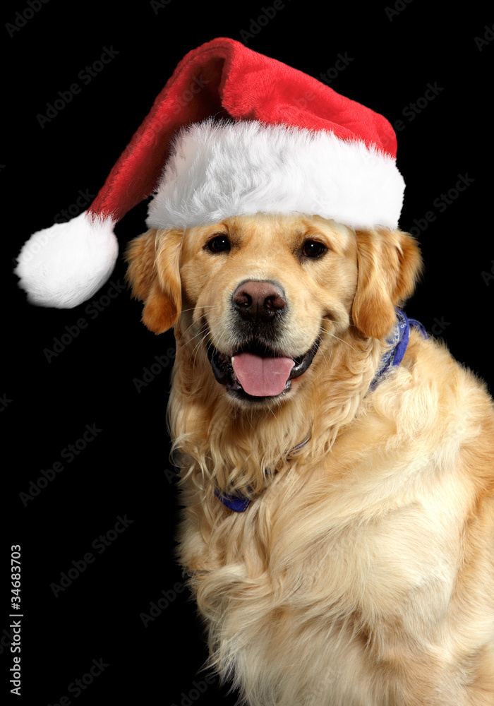 Hund mit Weihnachtsmütze 2