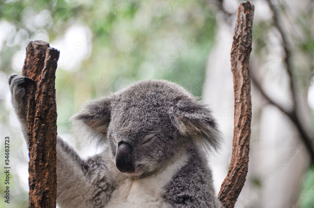 Naklejka premium Koala having a rest