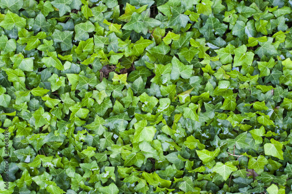 ivy ivy