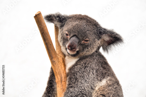 Photography Koala having a rest
