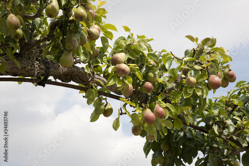 Pears Trained Over Arch
