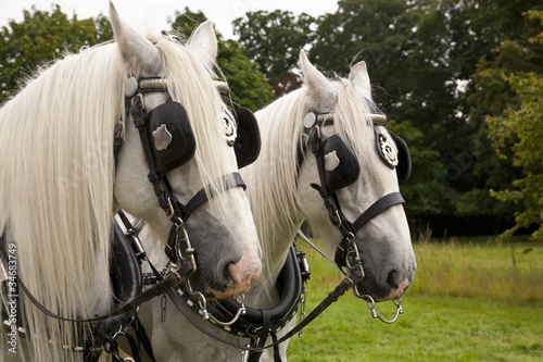 Εκτύπωση καμβά Pair of Shire Horses Pulling a Carriage