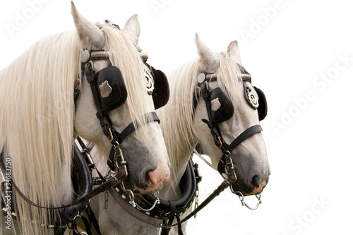 Slika na platnu Pair of Shire Horses