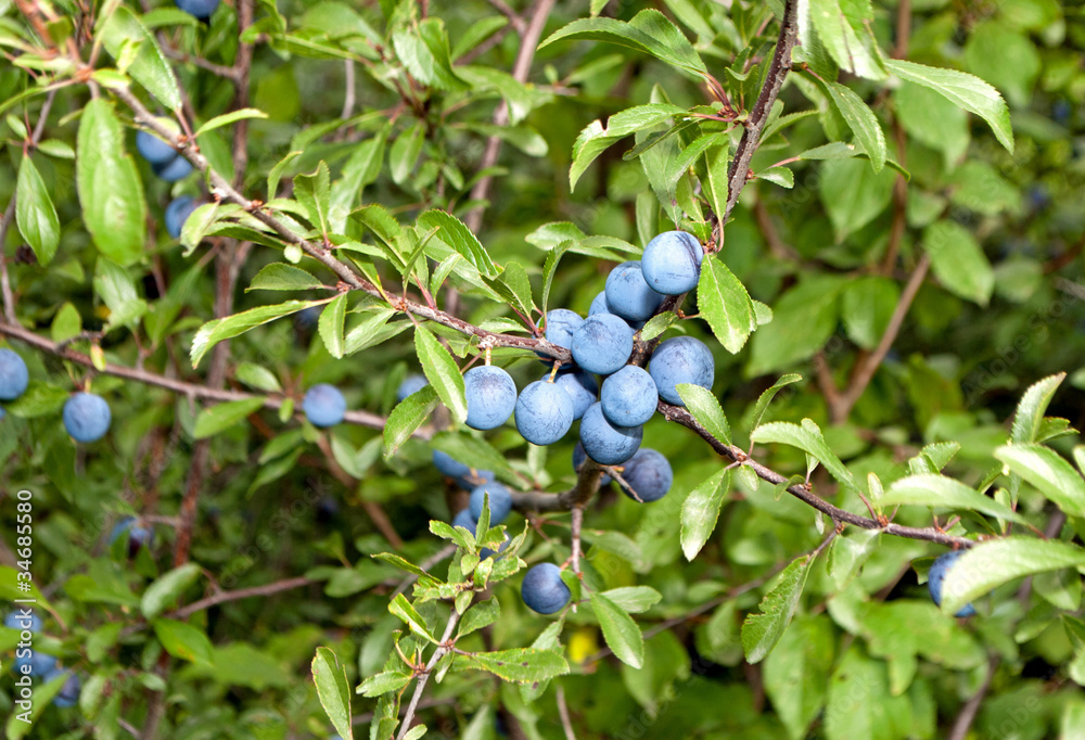 Schlehe StockFoto Adobe Stock