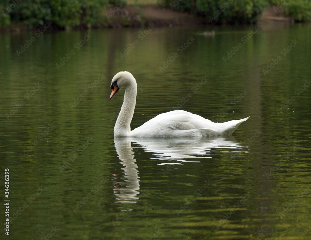 Fototapeta premium Swan