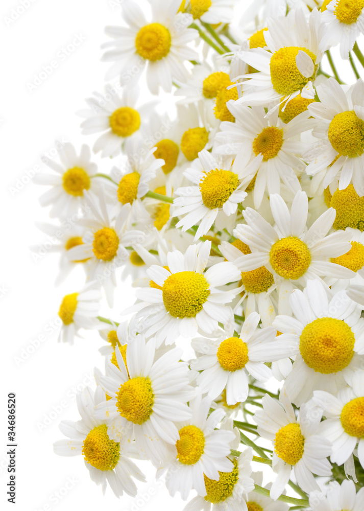 chamomile flowers isolated on white background