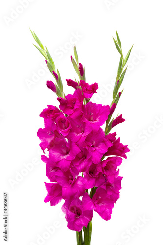 purple gladiolus isolated on white