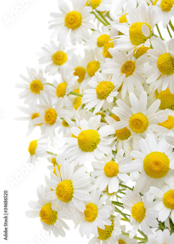 Obraz na płótnie chamomile flowers isolated on white background w salonie