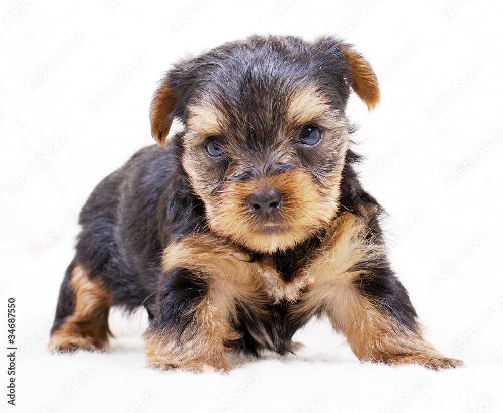 Puppy yorkshire terrier on the white background Puppy yorkshire terrier on the white background