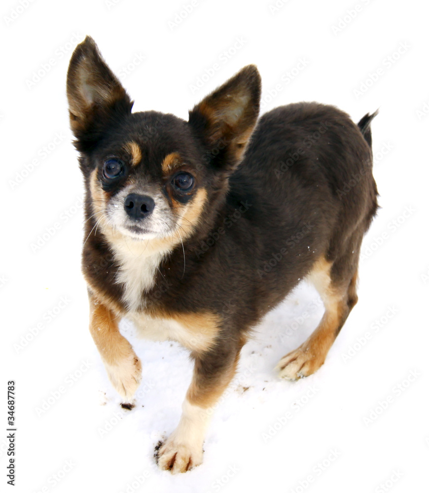 Chihuahua dog on white background Chihuahua dog on white background