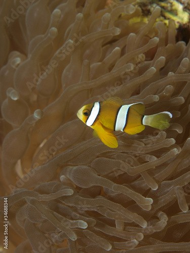 Anemonenfisch © PeterBublitz