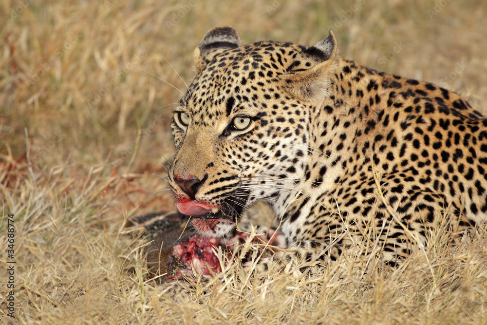 Obraz premium Feeding leopard