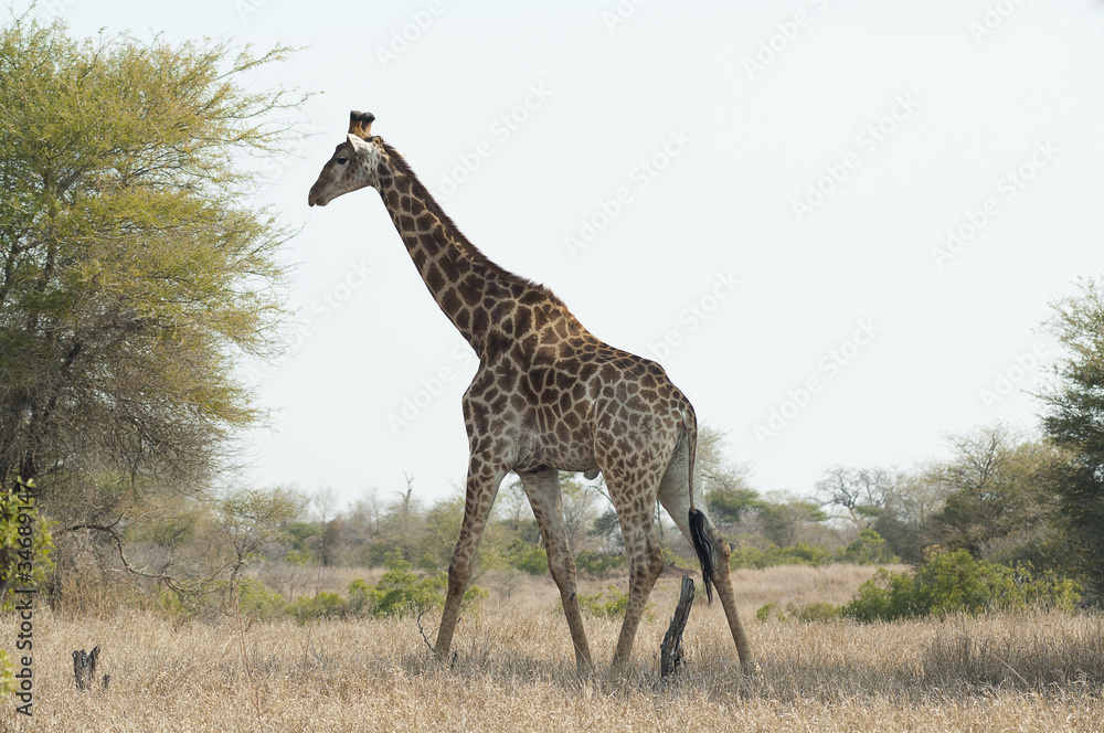 Fototapeta premium Giraffe in kruger park South Africa