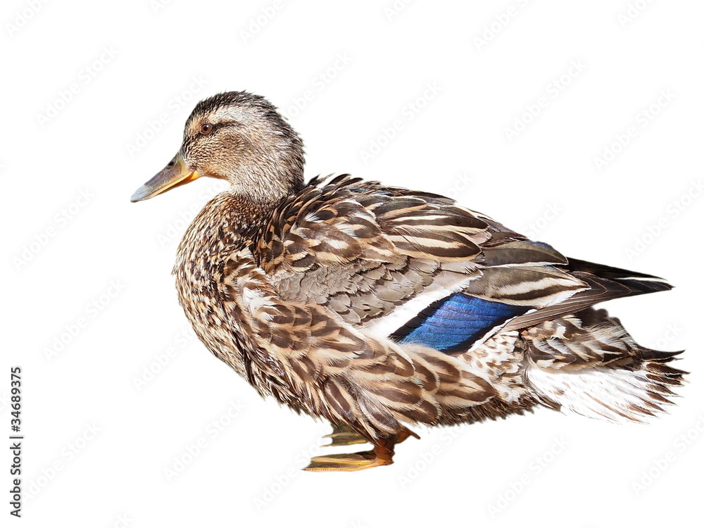 Mallard isolated on white background, Anas platyrhynchos Mallard isolated on white background, Anas platyrhynchos