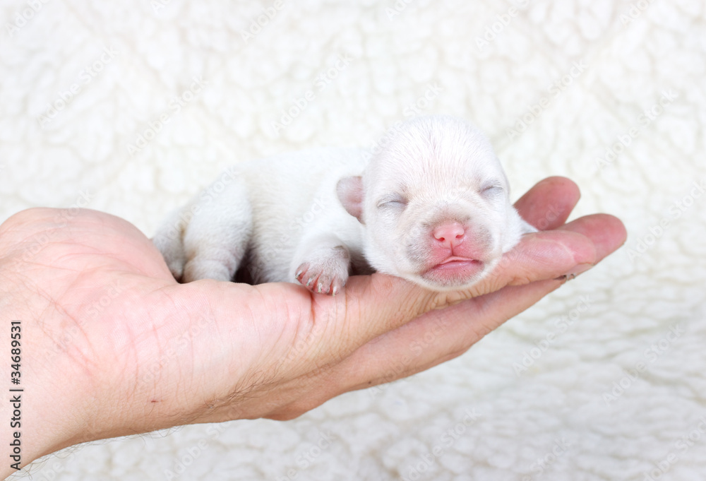chihuahua puppy in studio chihuahua puppy in studio