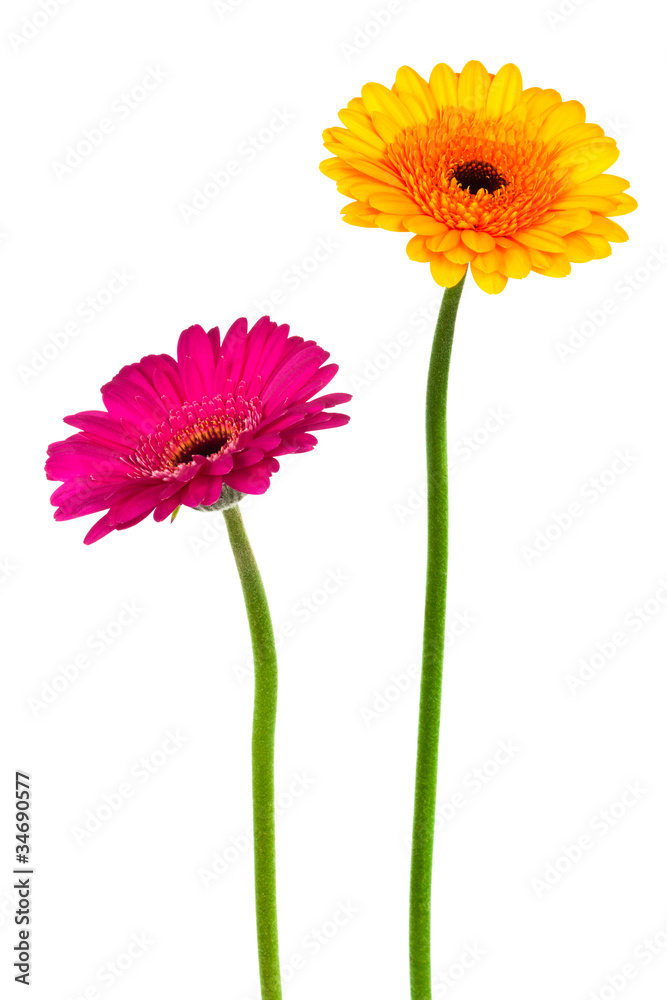 yellow and pink gerber yellow and pink gerber