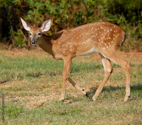 fawn deer in the wild rural georgia usa