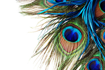 Fototapete Pfau Schimmernde Pfauenfeder mit Augenmuster  © khesa