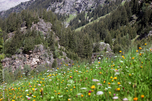 prato fiorito in Trentino