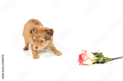 Fototapeta Naklejka Na Ścianę i Meble -  chihuahua puppy in studio