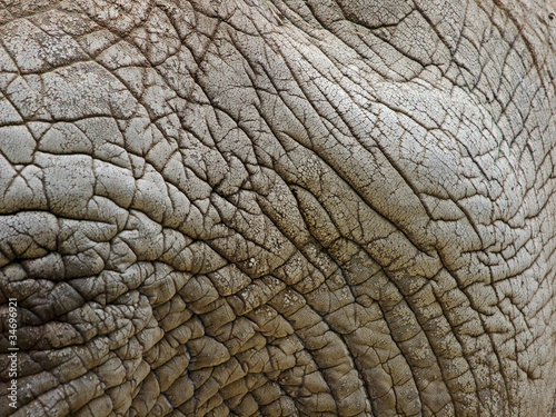Elefantenhaut