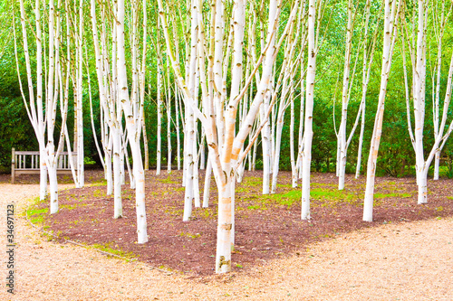 Obraz na plátně Silver birch trees