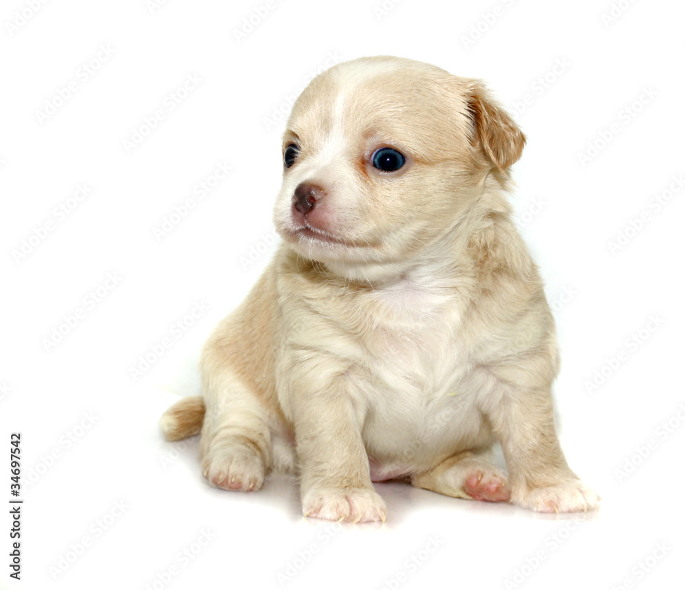 chihuahua puppy
