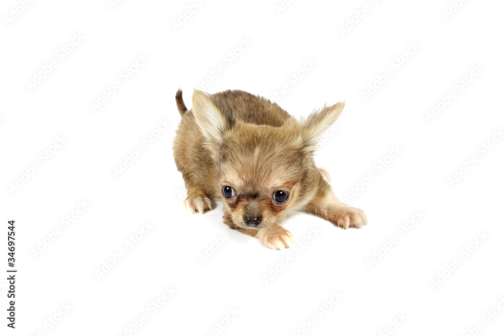 Obraz premium small chihuahua puppy
