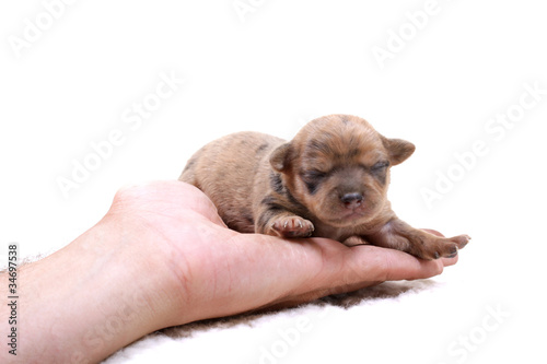 Chihuahua puppy  on white