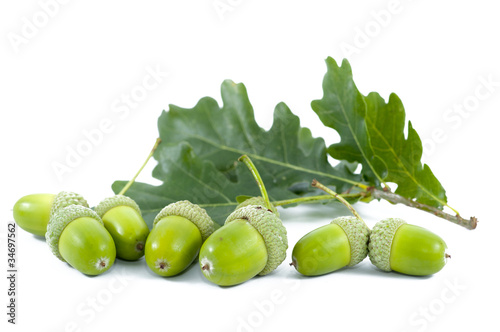 Green Acorn Fruits