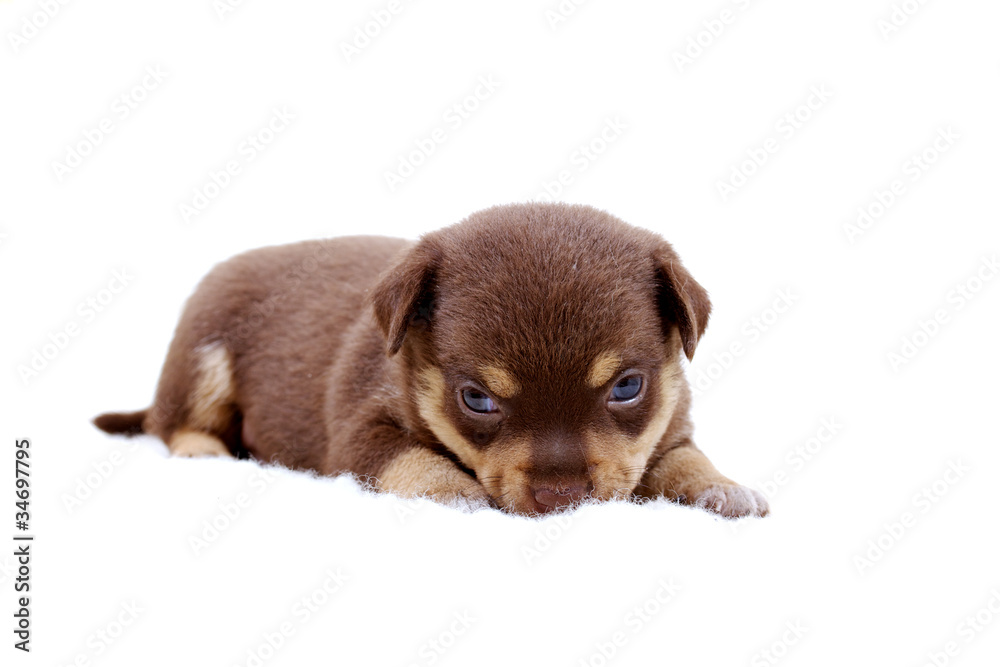 Chihuahua puppy on white Chihuahua puppy on white