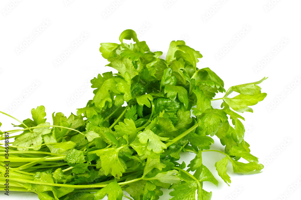 Obraz premium Fresh parsley isolated