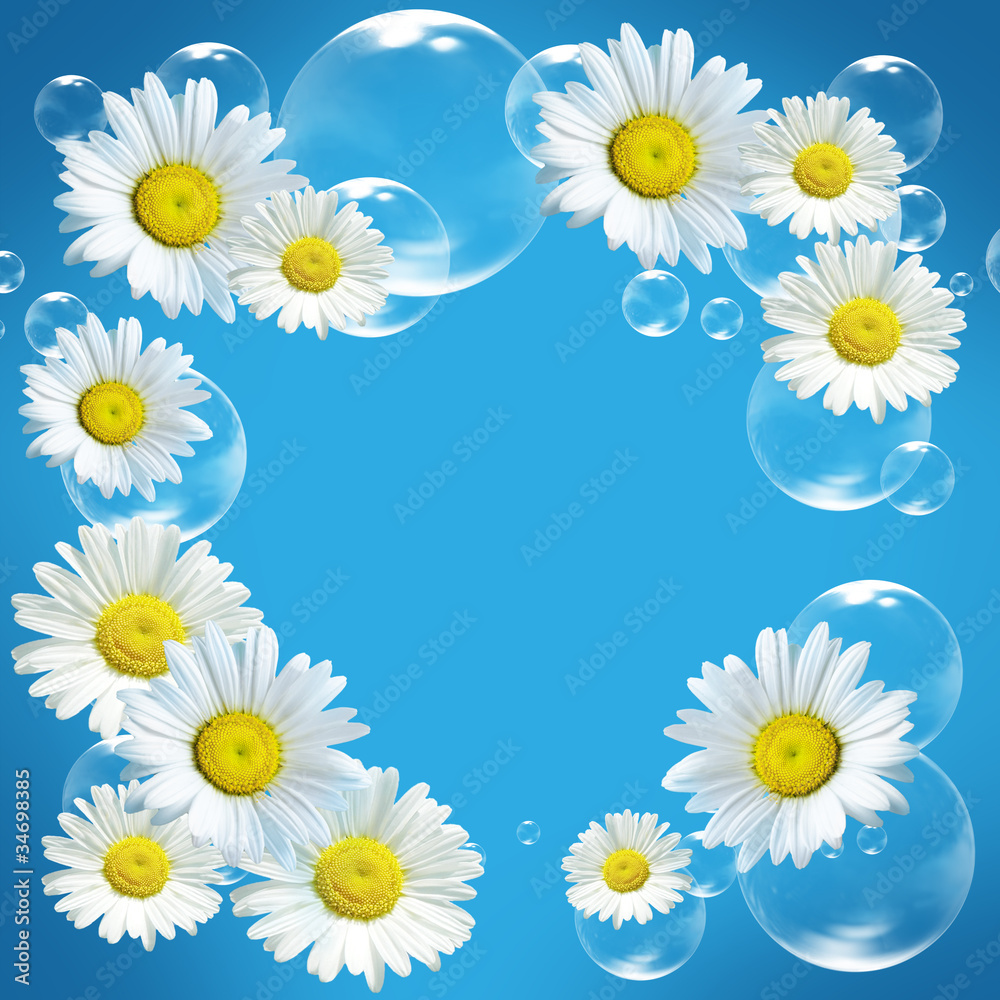 fresh daisy fresh daisy
