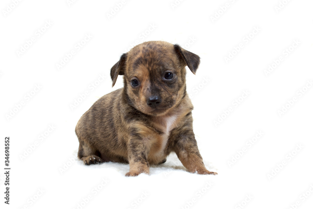 Chihuahua puppy on white Chihuahua puppy on white