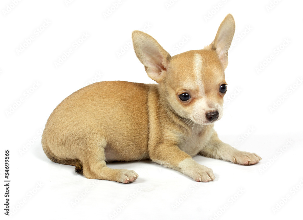 small chihuahua puppy