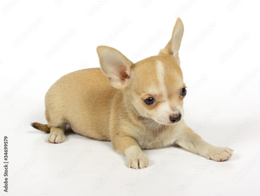 small chihuahua puppy