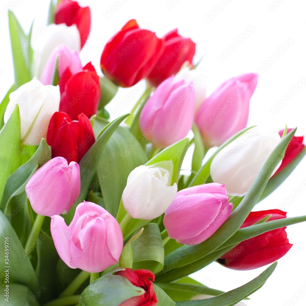 Red, pink and white tulips Red, pink and white tulips