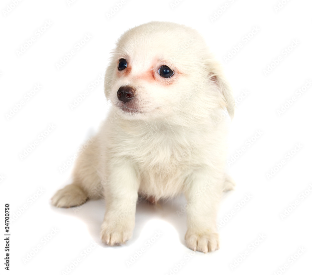 chihuhua puppy on the white background