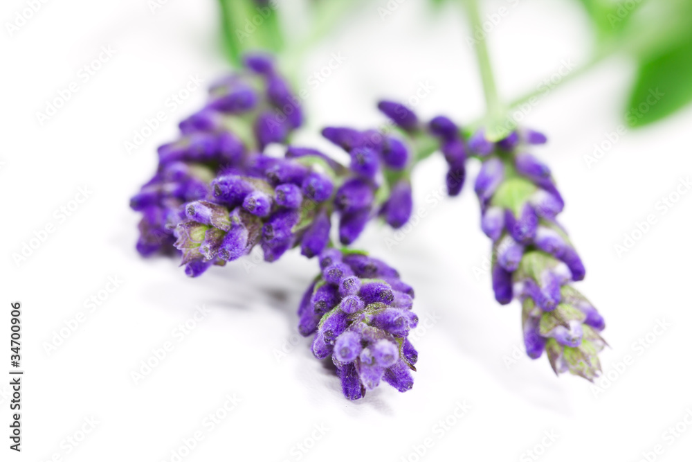 Fototapeta premium Lavendel