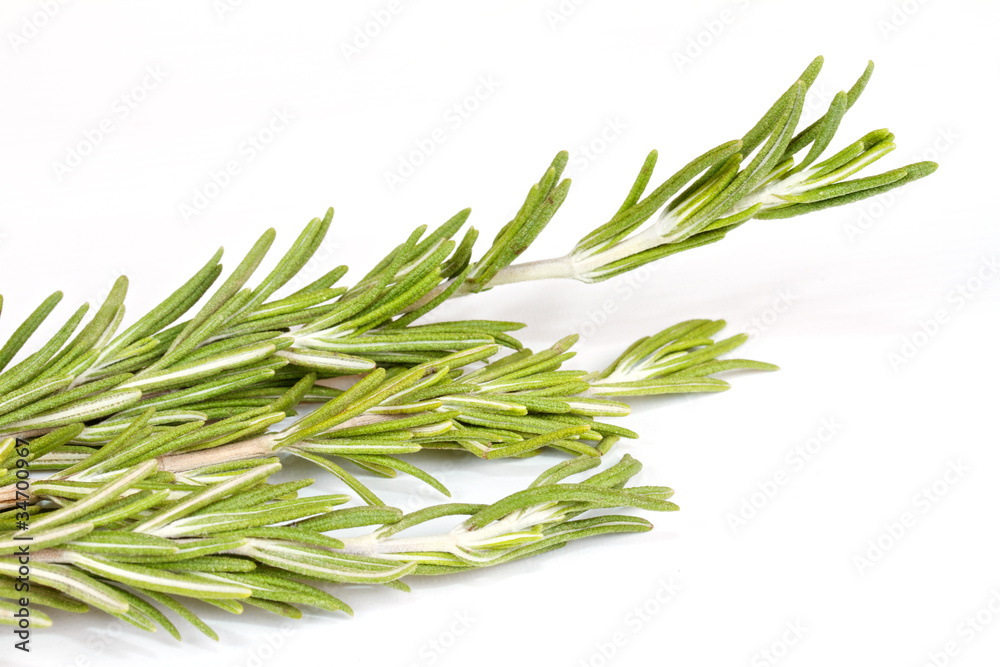 rosemary herb isolated on white