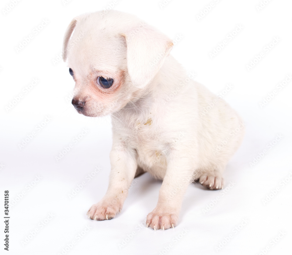 chihuhua puppy on the white background