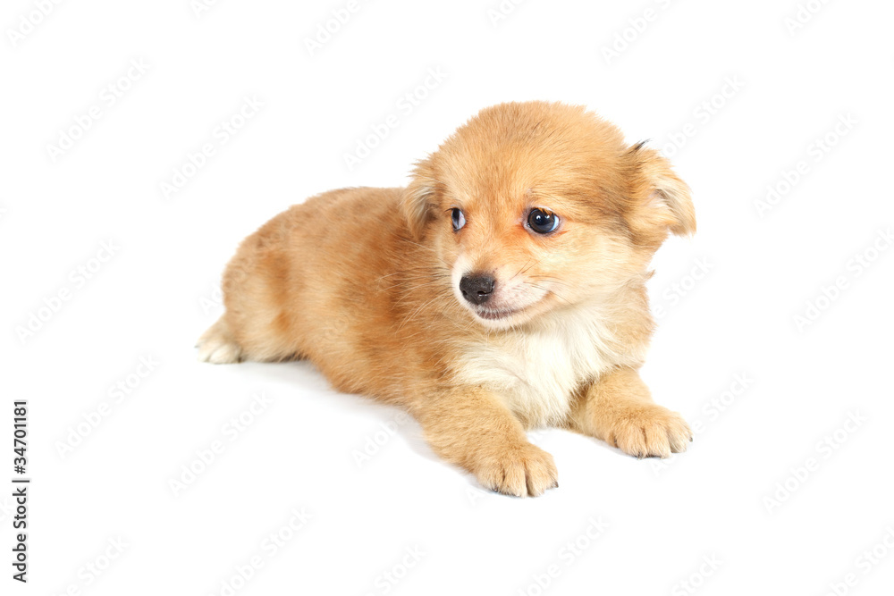 chihuhua puppy on the white background