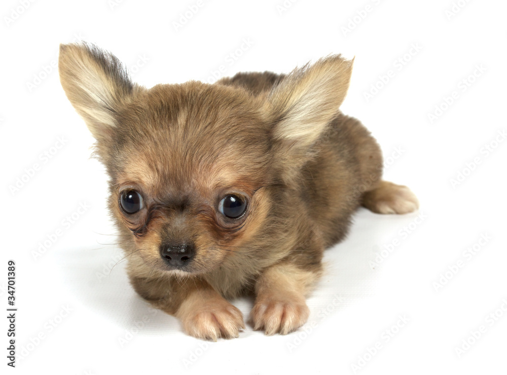 small chihuahua puppy small chihuahua puppy