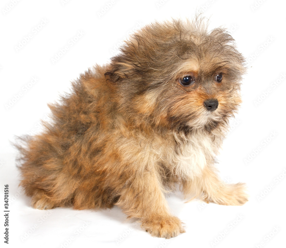 chihuhua puppy on the white background