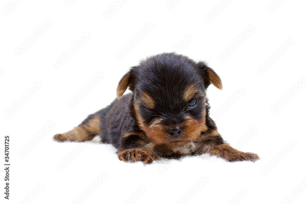 Puppy yorkshire terrier on the white background Puppy yorkshire terrier on the white background