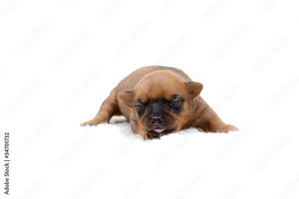 Chihuahua puppy  on white