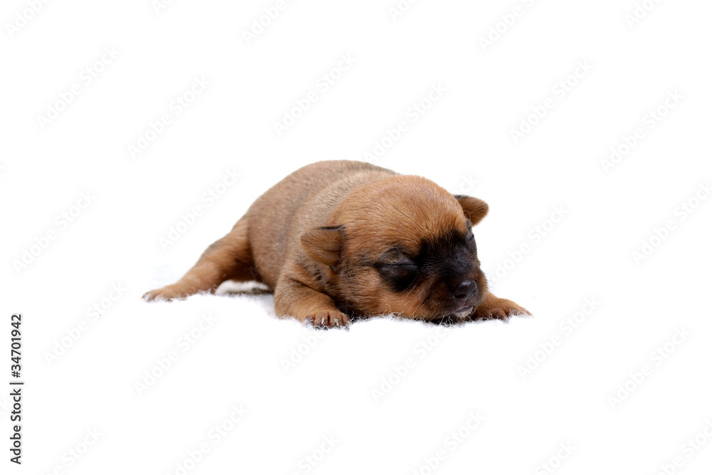 Chihuahua puppy on white Chihuahua puppy on white