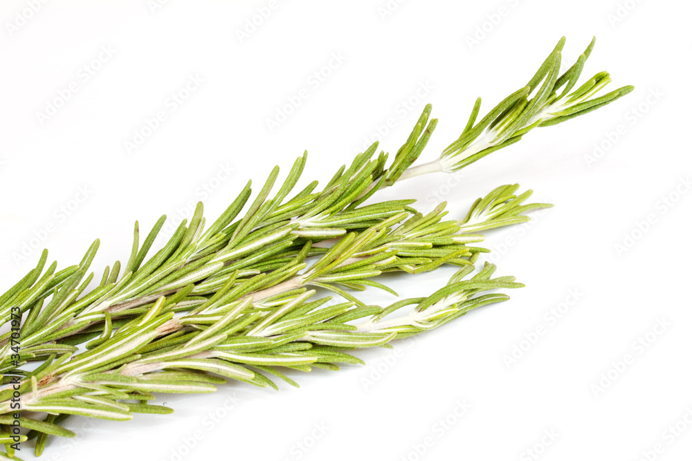 rosemary herb isolated on white rosemary herb isolated on white