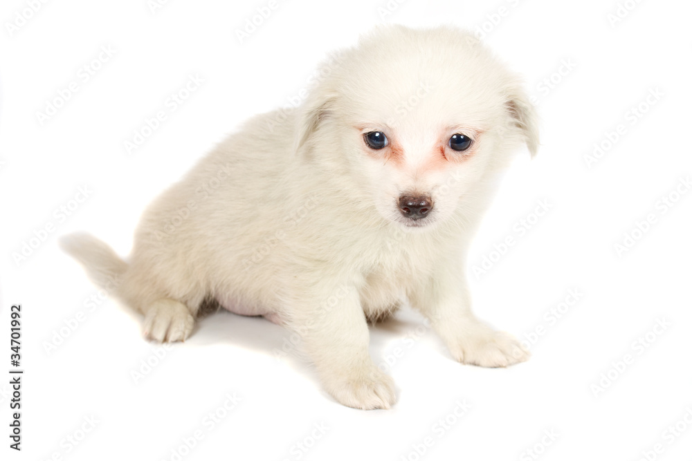 chihuhua puppy on the white background chihuhua puppy on the white background